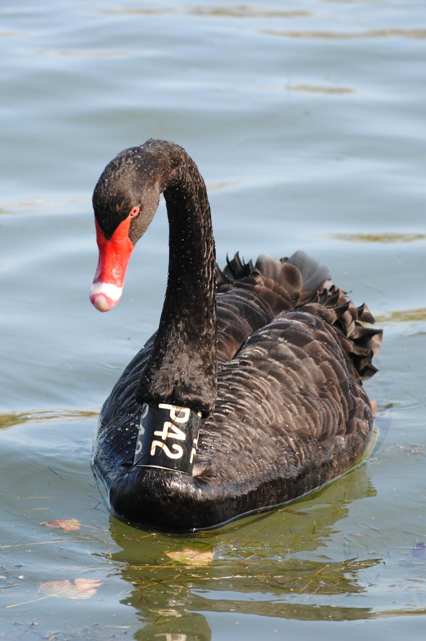 <em>Cygnus atratus</em>