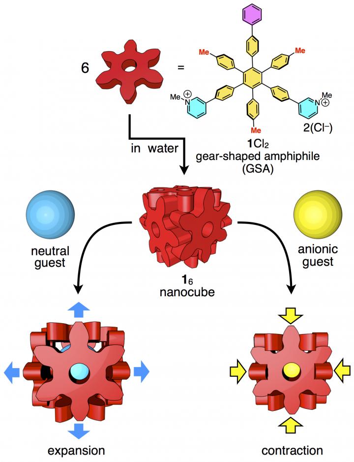 Simplified Cartoon Process of the Hexaphenylbenzene Nanocube Hosting Different Guest Molecules