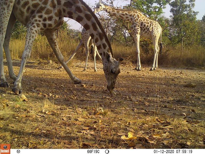 Cameroon giraffes