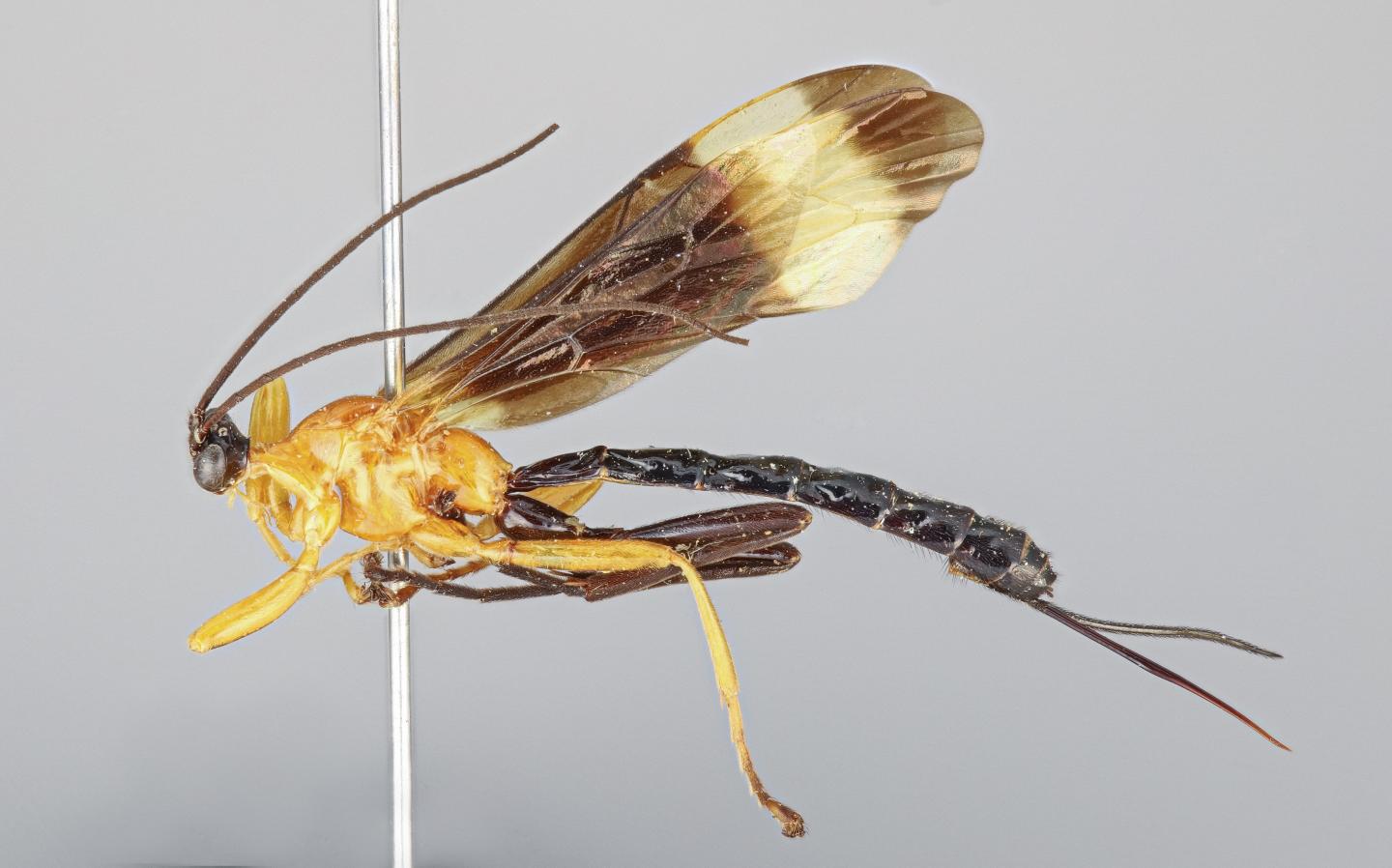 Hymenoepimecis pucallpina Wasp