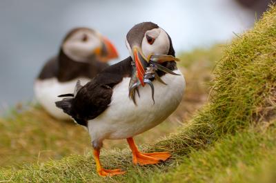 Puffin Carrying Sand Eels for Its Chick, Faroe Islands.
