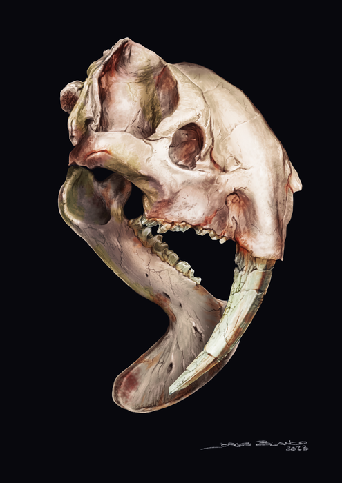 Thylacosmilus Skull