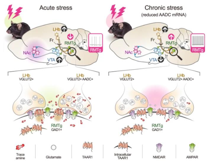 Fig. 7: Schematic illustration of the suggested role of LHb D-neurons.