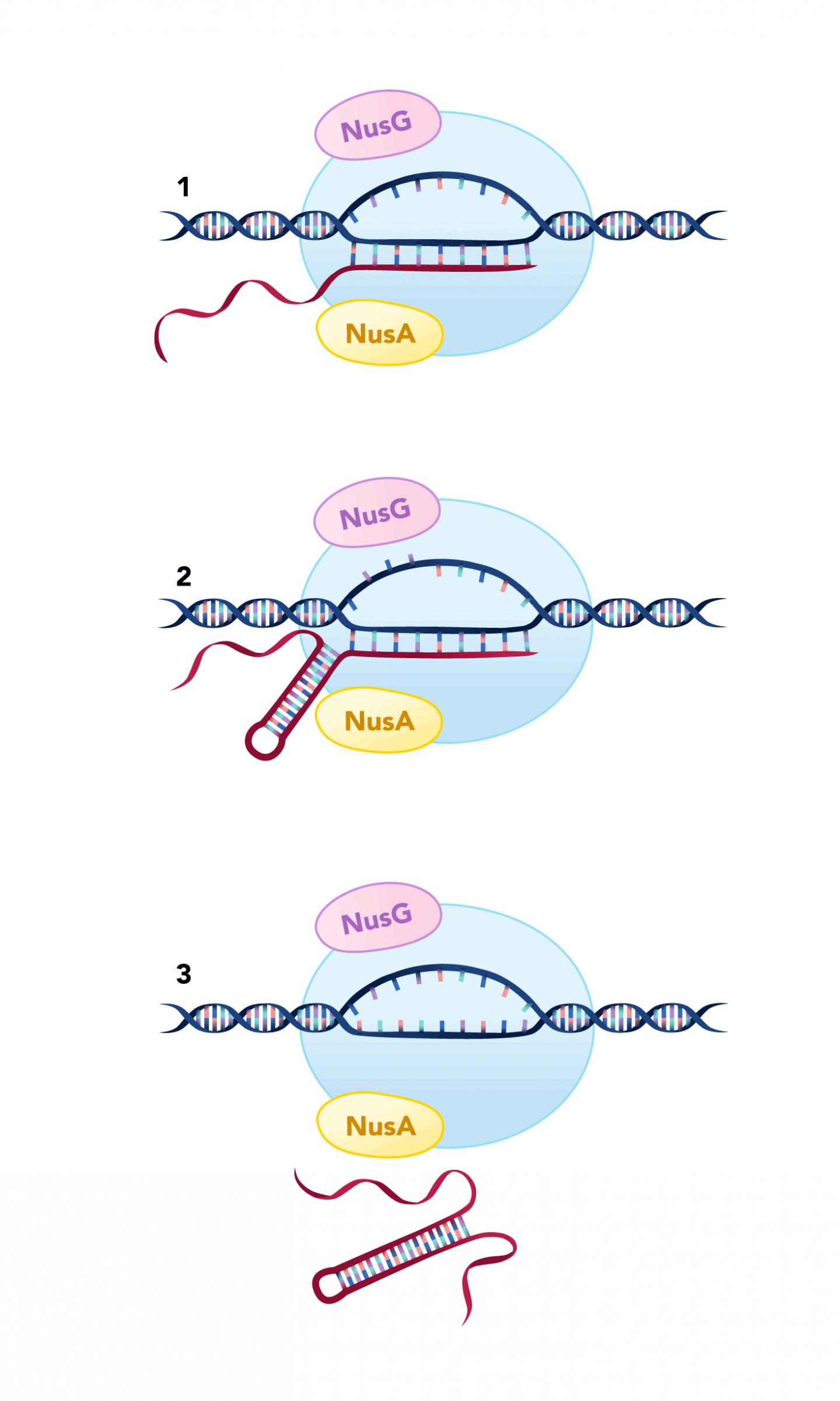 Nus-dependent transcription termination