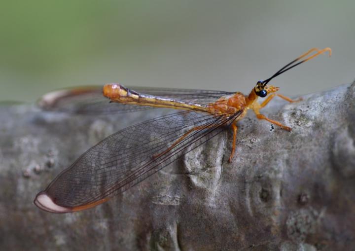 Nymphes myrmeleonides