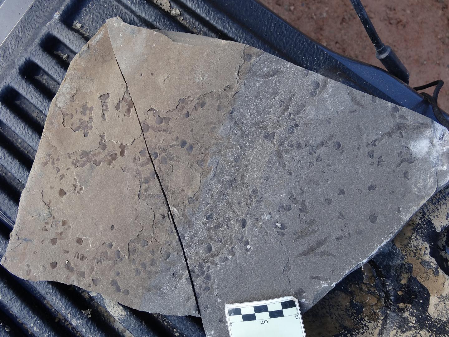 Fossils Show Unexpected Divers [IMAGE] | EurekAlert! Science News Releases