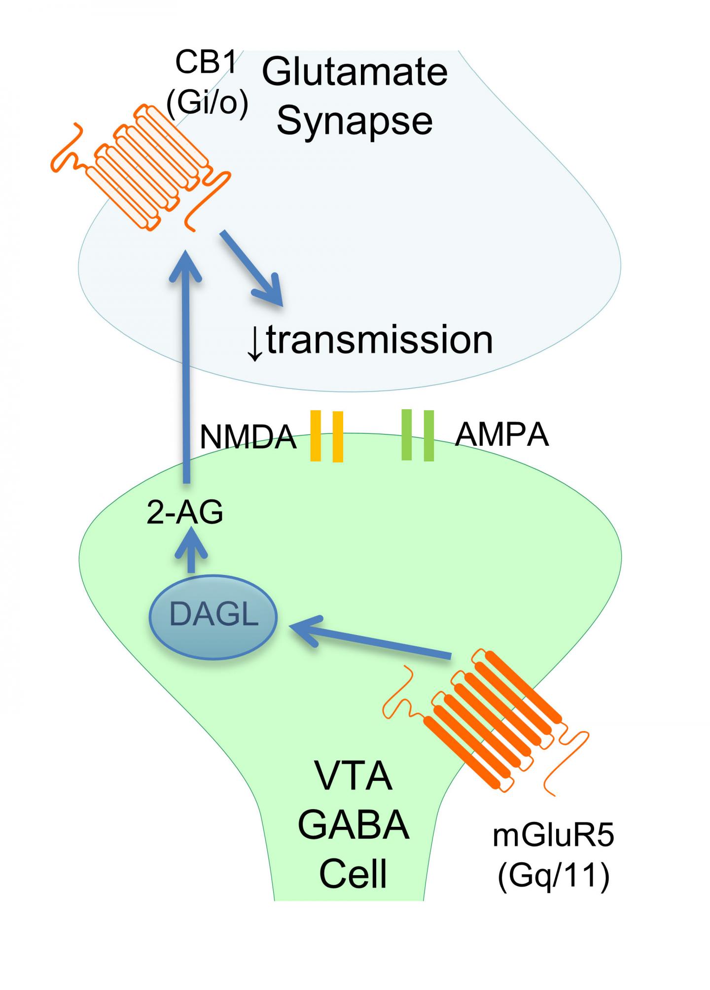 New Marijuana Target
