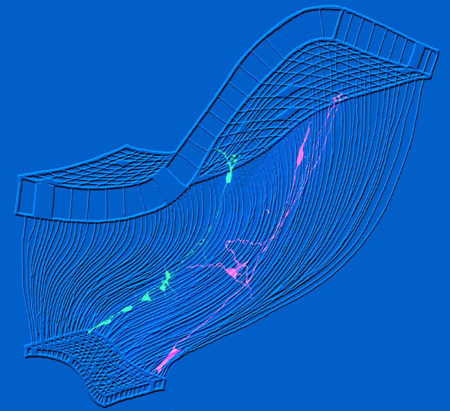 Neuron Scaffolding