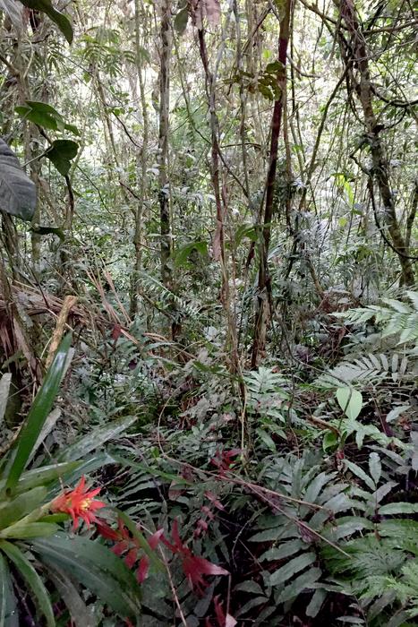 The Central Andes forest is lush and dense.