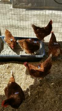 Chickens Wearing Backpacks