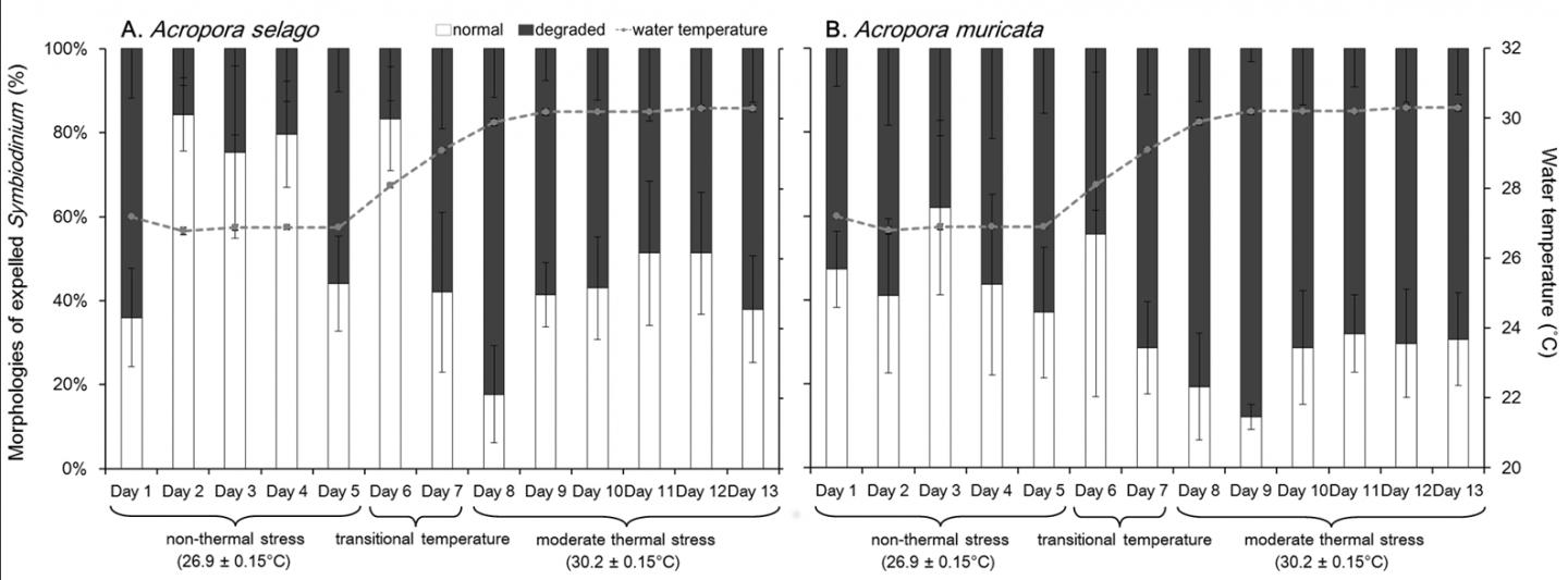 Composition of Zooxanthella Cells of Different Morphology Expelled from Corals