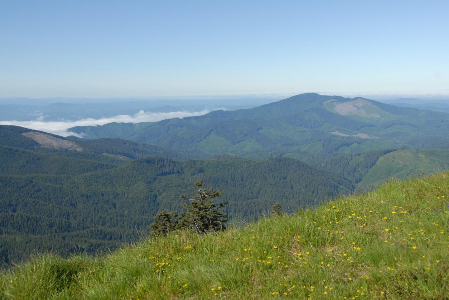 Patchwork of Forests at Different Stages Of Growth After Harvest in Western Oregon, USA