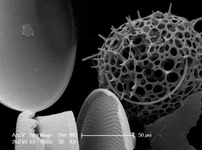 Ocean Plankton (2 of 3)