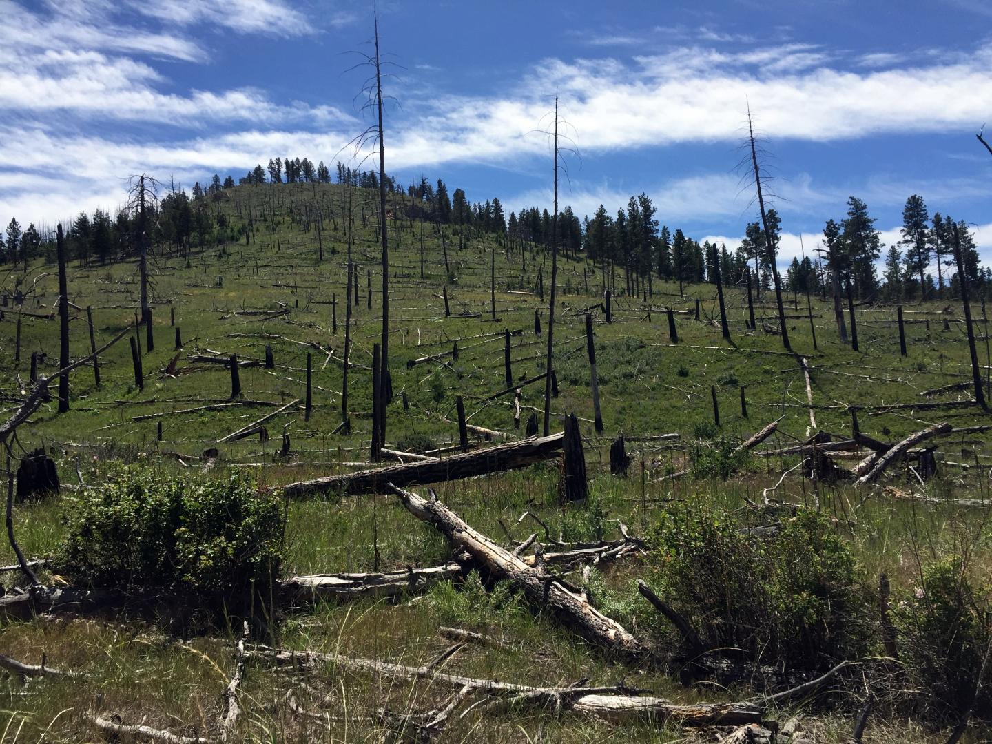 Ponderosa Pine and Douglas-Fir Forest in the Boise National Forest, Idaho