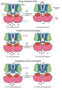 How the Slowpoke potassium channel works