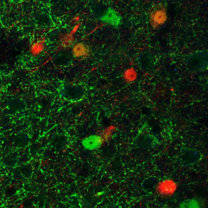 In the Brains of Depressed Mice, Increasing Activity of Neurotransmitter GABA is Found to Have Antid
