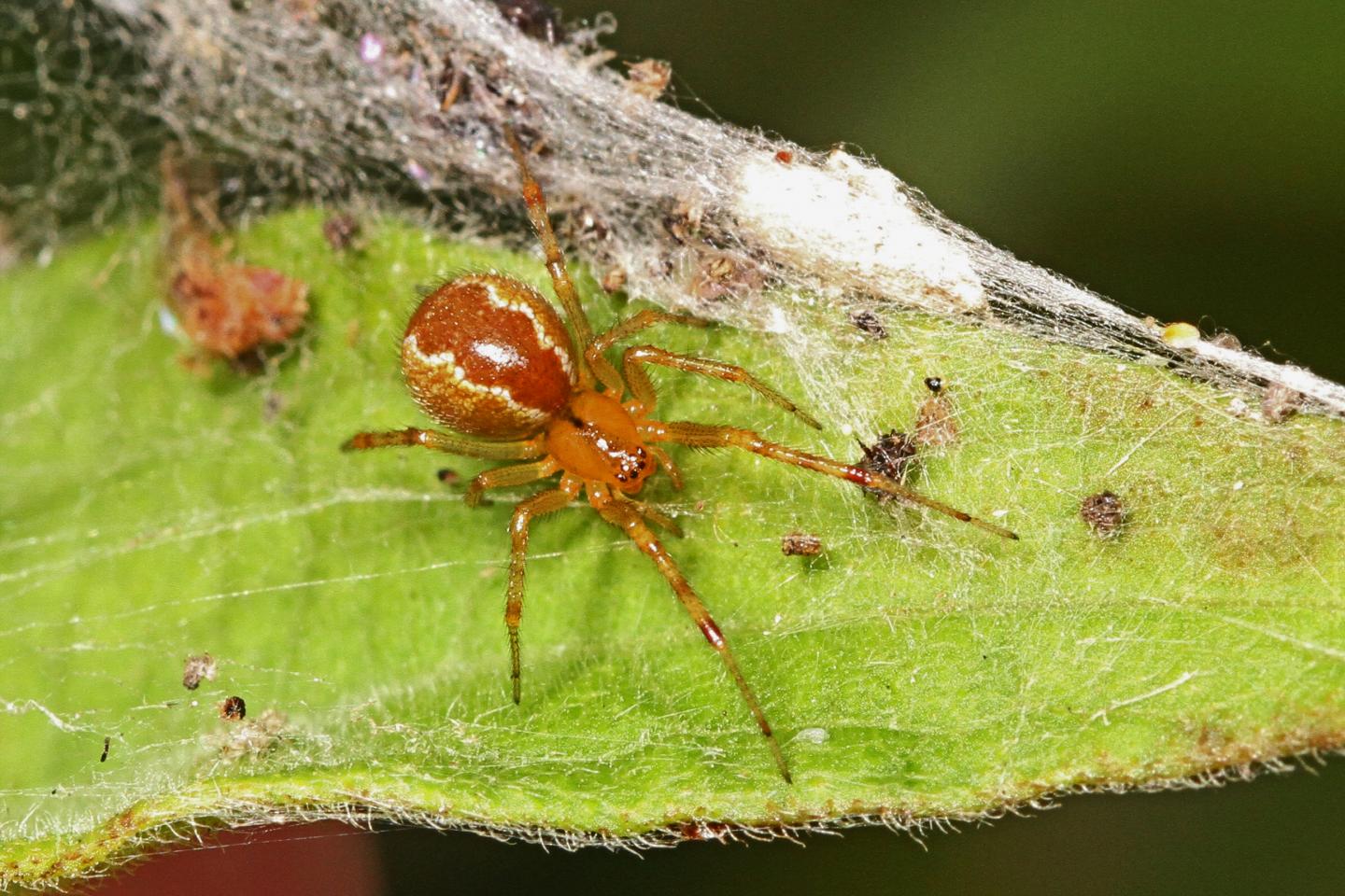 Social Spider, <I>Anelosimus studiosus</I>