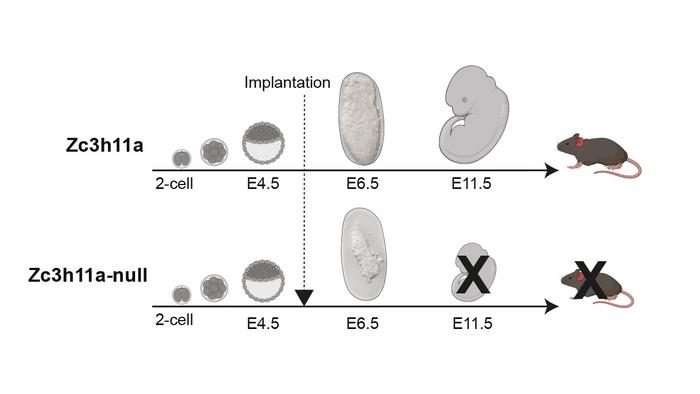 Schematic illustration demonstrating different stages of embryo development