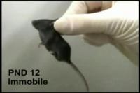 Immobility Response Induced by Manual Carrying in Mouse Pups