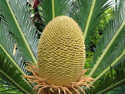 Cycad by Glen Fleishman