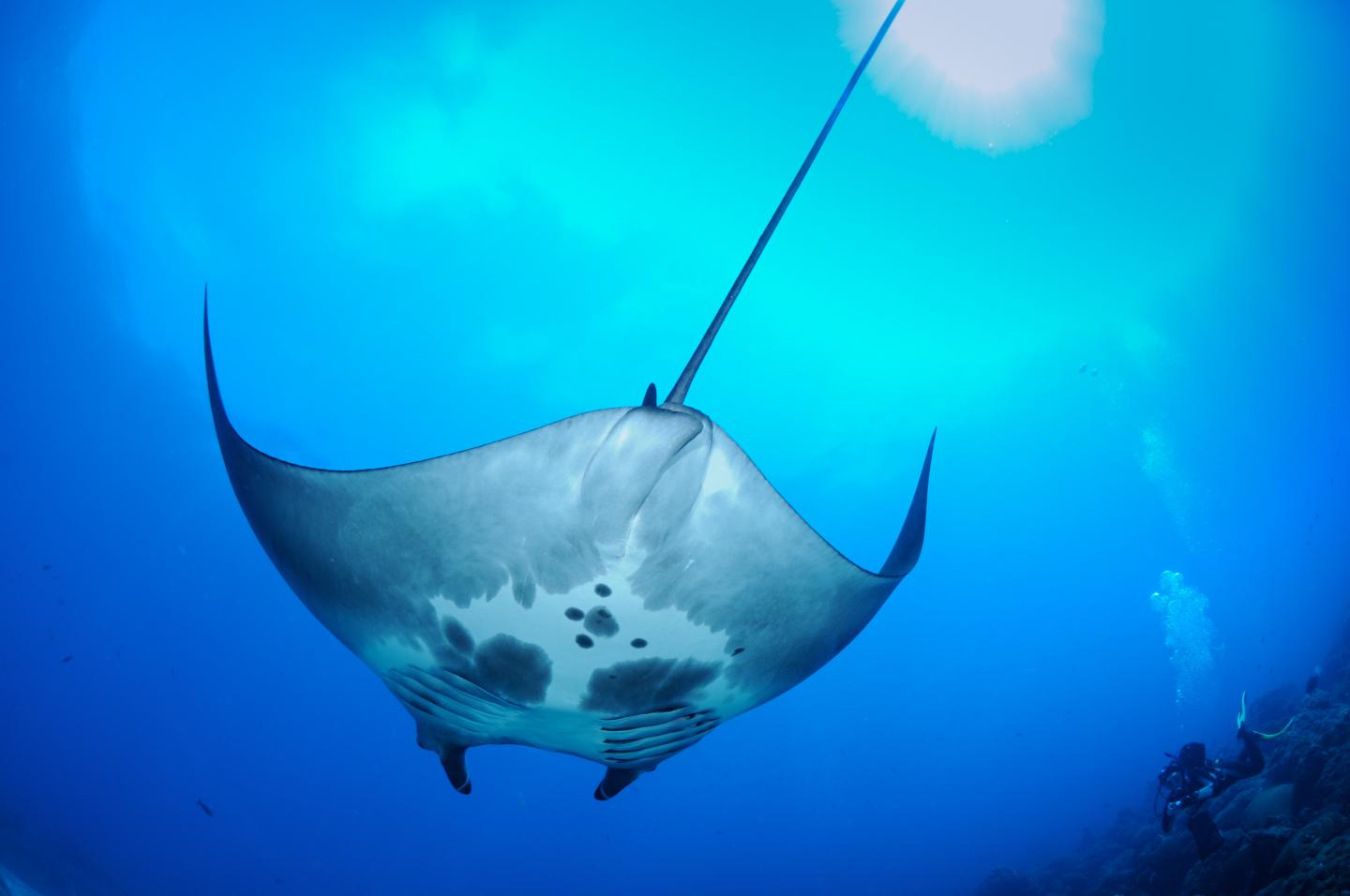 Manta Ray Nursery Discovered 2