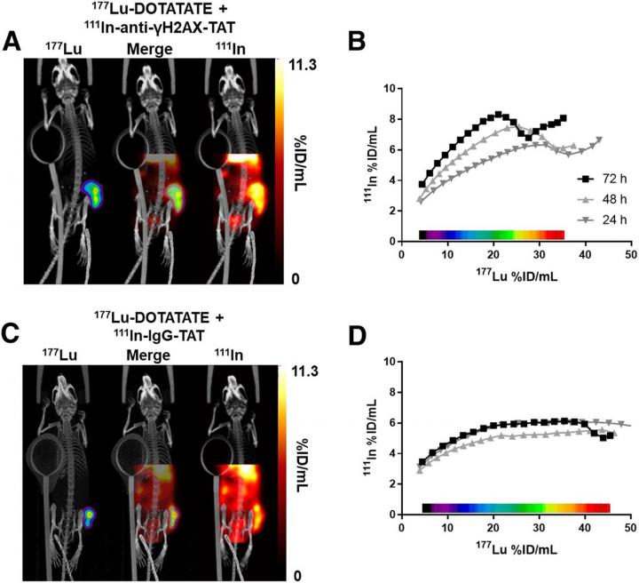 Representative dual-isotope SPECT/CT images of mice and correlation between 111In and 177Lu signal in tumor volume.