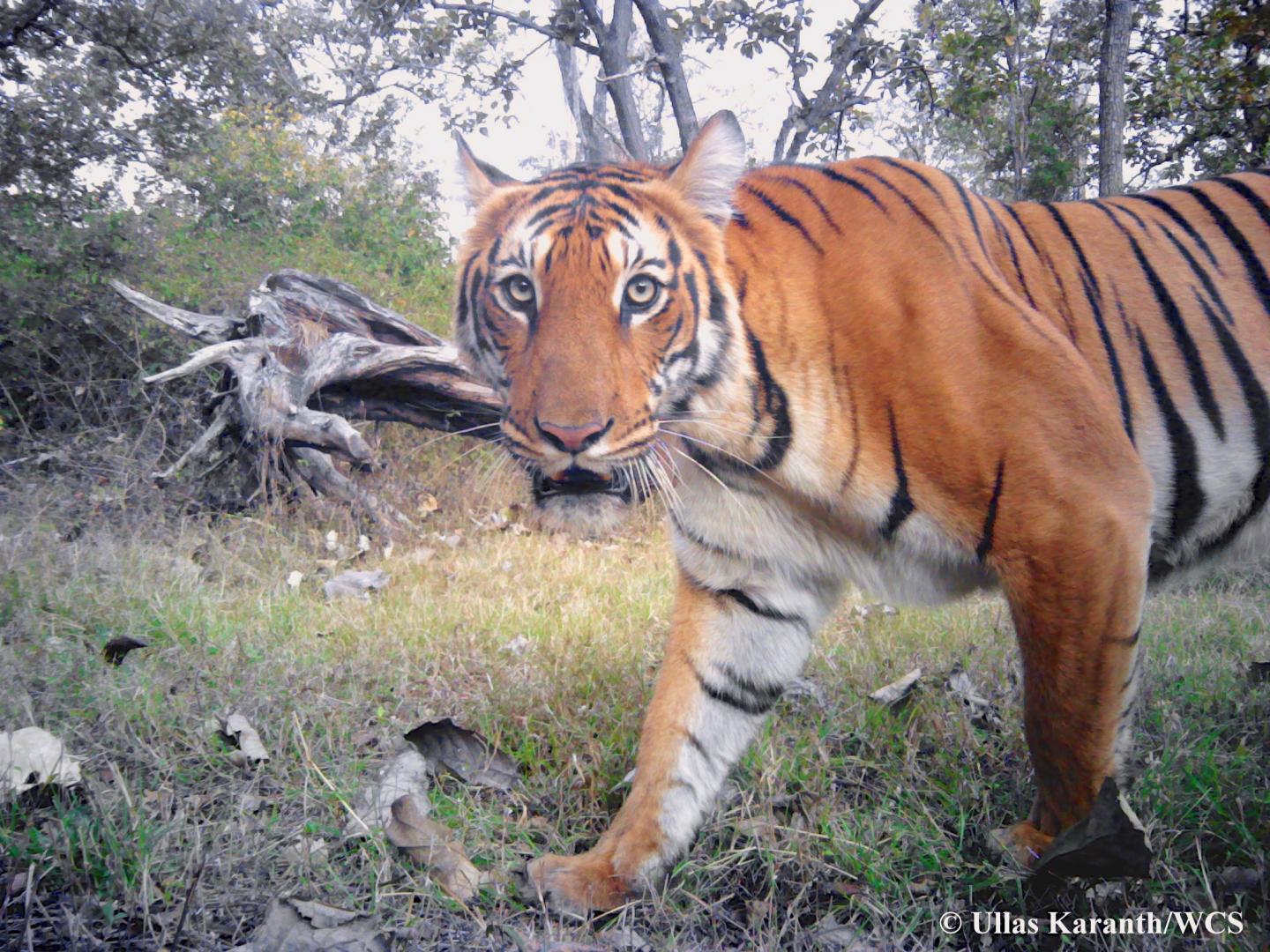 Tiger in Bhadra Tiger Rreserve