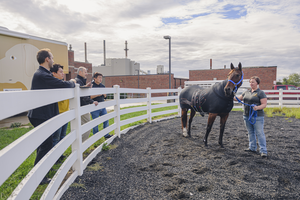 Remote horse slicker 1