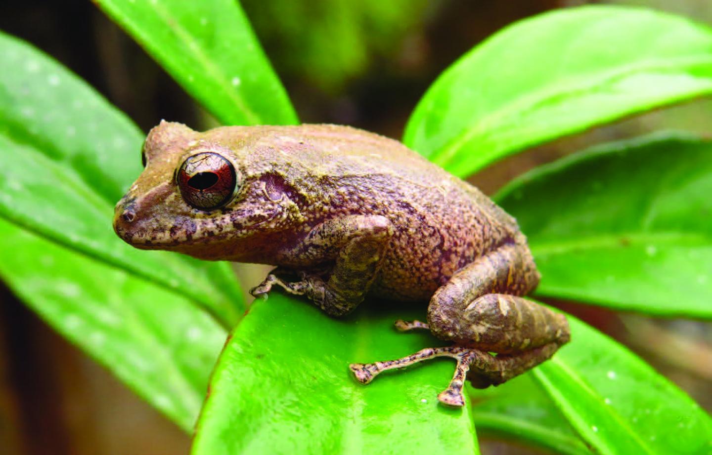 Adult Prometeo Rain Frog