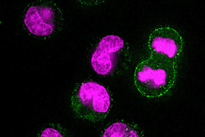 Cell Mass