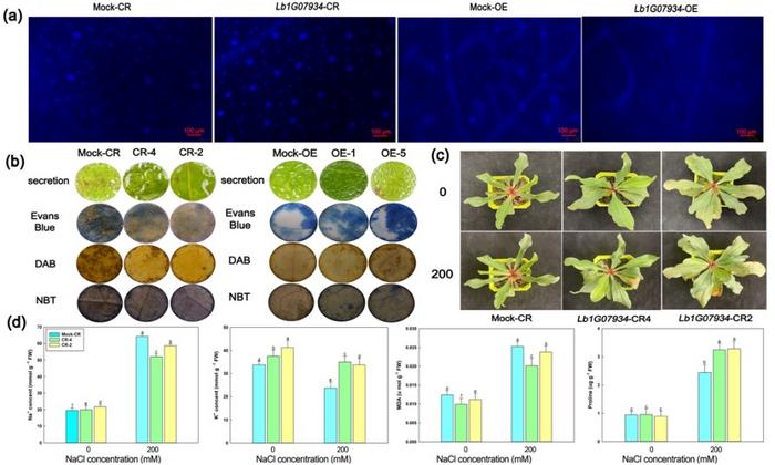Figure 2 Lb1G07934 negatively regulates the development of salt glands, secretion, and salt resistance