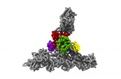 Protein complex Arp2/3