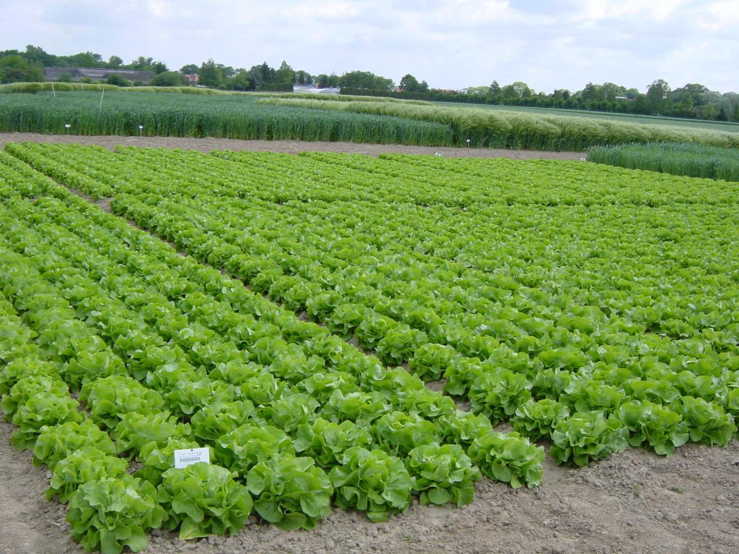 Agricultural Field Experiment [IMAGE] EurekAlert! Science News Releases