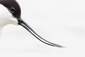 Pied Avocet (Recurvirostra avosetta)