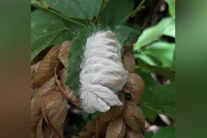 Caterpillar of the family Megalopygidae, known for its hurticating hairs that can cause painful reactions when touched.