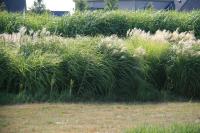 Miscanthus and Switchgrass
