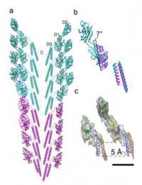 Figure 2 Molecular Models of the Flagellar Rod