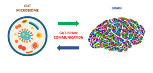 The gut-brain axis.