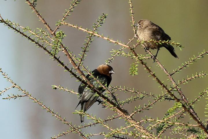 Cowbirds in Tree