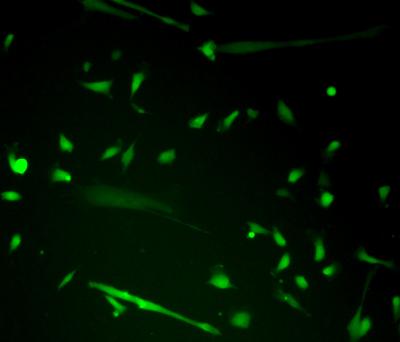 Reprogrammed Progenitor Cells