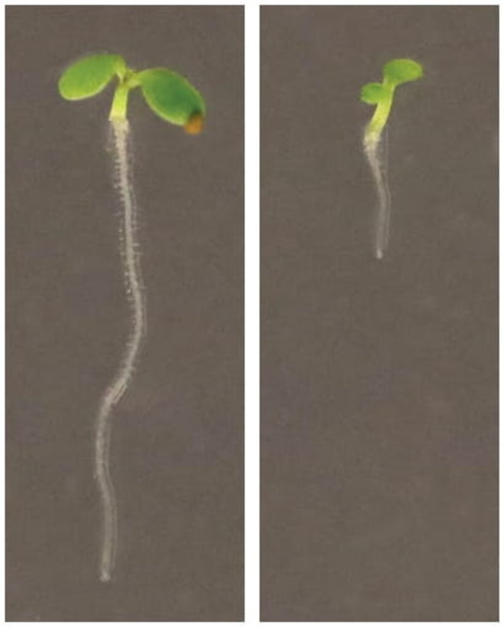 The young plant’s pantry does more than just feed it