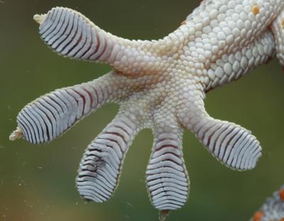 Gecko Toe Pads