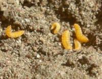 Orange Wheat Blossom Midge Larvae