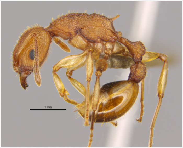 Golden Tree Ant