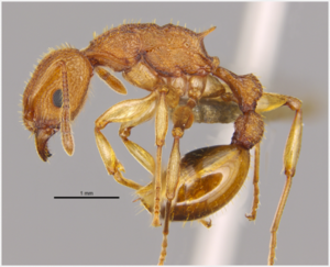 Golden Tree Ant