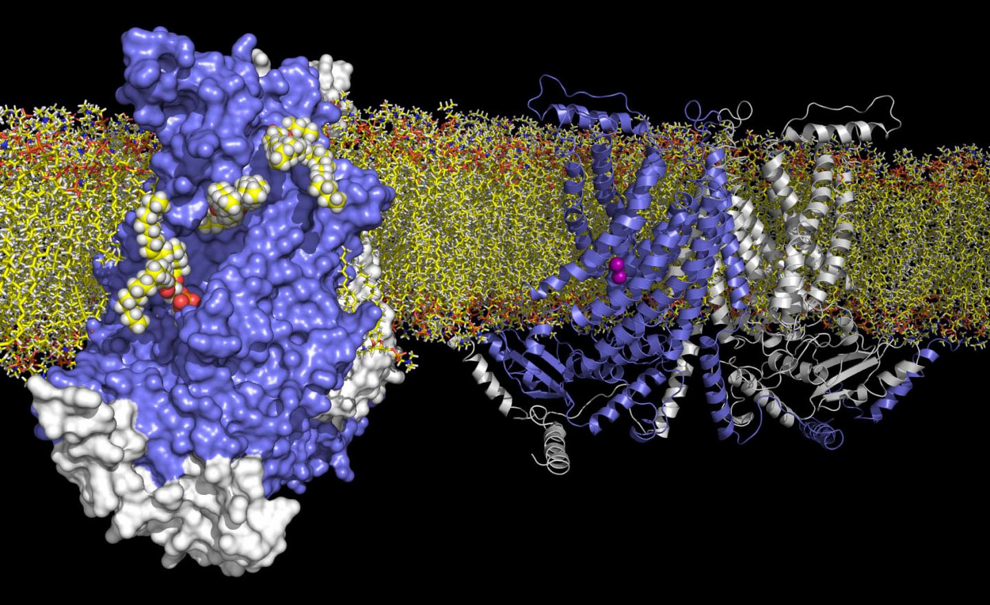 Lipid Transport Protein