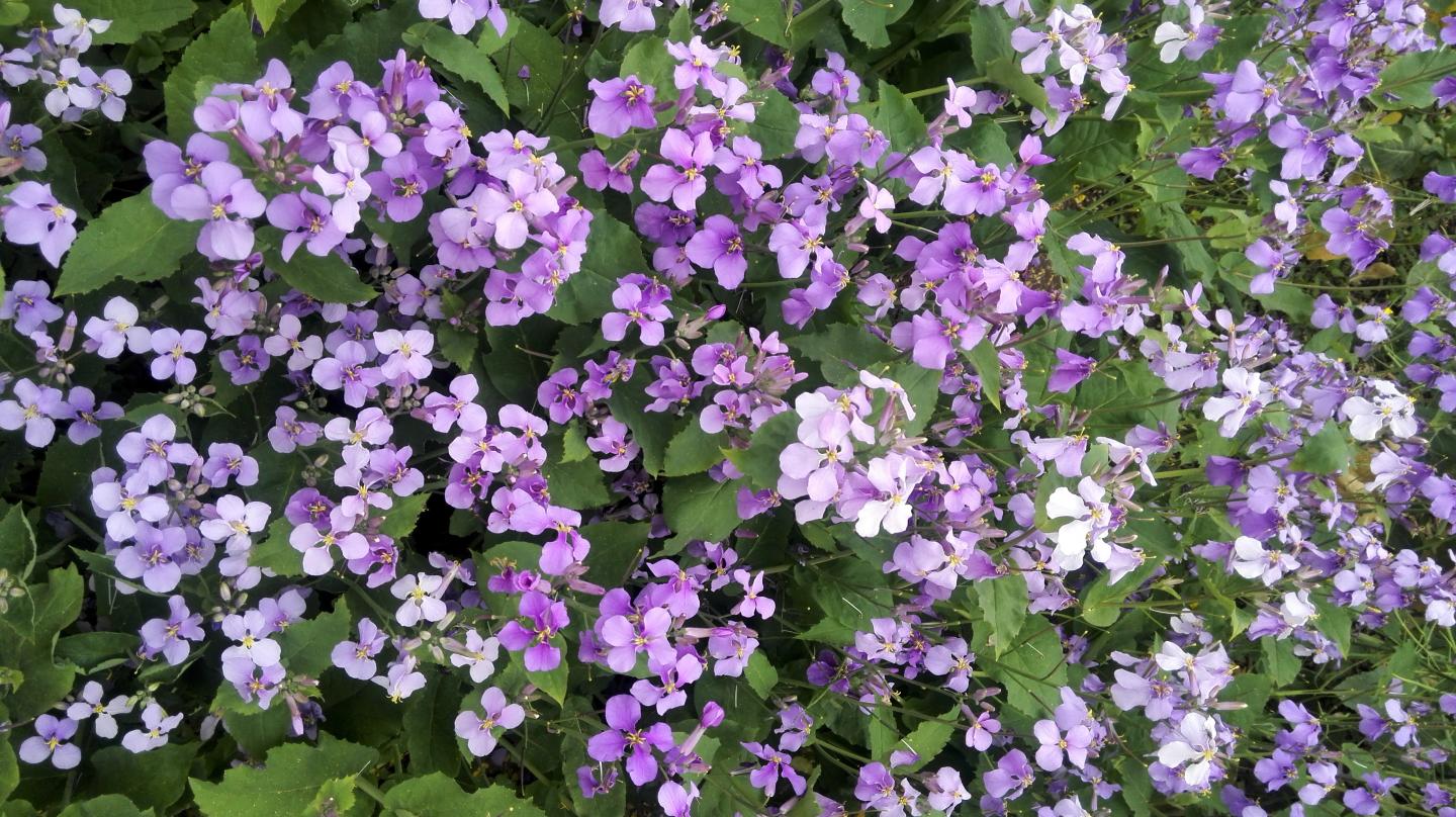 <em>Orychophragmus violaceus</em> Plant