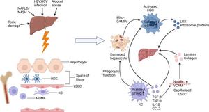 Phenotypic changes in non-parenchymal cells during development of liver fibrosis.