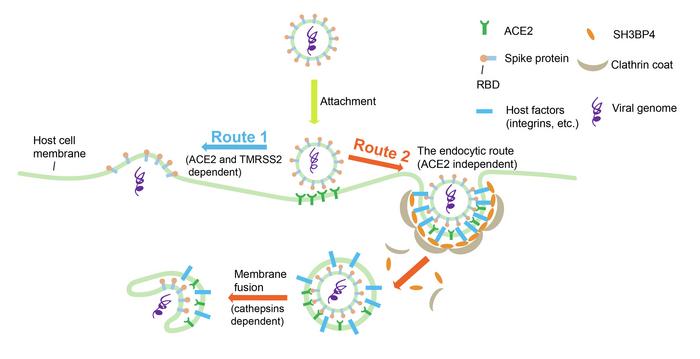 A model demonstrating how SARS-CoV-2 gains entry into host cells