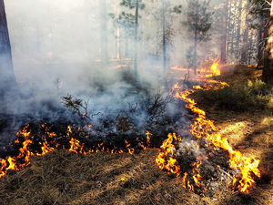 Boundary Prescribed Burn